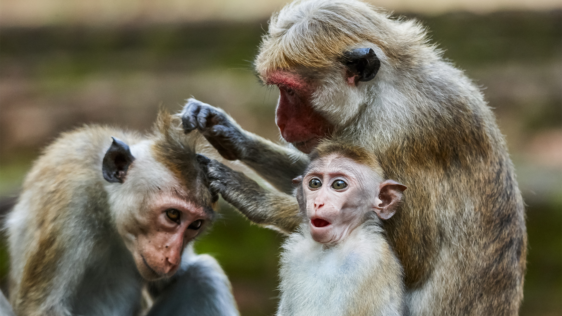 No Monkey Business ~ U.S.A.? A Tax Haven?